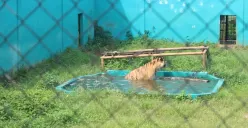 Medan Zoo: Bobby Nasution tolak relokasi satwa meski jumlah kematian bertambah. (Sumber: Fransisco Raja - InfoSemarang.com)