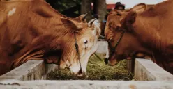 Ilustrasi : Sapi ternak (Sumber : unsplash.com)