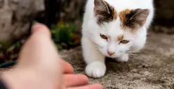 Hewan peliharaan bisa dibawa mudik lebaran menggunakan KAI Logistik (Sumber : freepik)