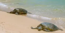 23 Mei Hari Penyu Sedunia, Simak Ancaman Besar Penyu yang Buat Populasinya Makin Langka