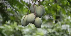 Jangan Beli Mangga Karbitan, Efeknya Sangat Buruk untuk Kesehatan!