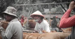 Syarat sah hewan Kurban menurut syariat islam