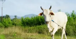 Keutamaan Kurban di Hari Raya Idul Adha (Sumber : unsplash.com)