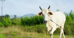 Bolehkah Melaksanakan Kurban Saat Idul Adha tapi Belum Aqiqah? Jangan Salah Paham, Begini Penjelasannya