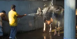 Mana Lebih Baik, Kurban Sapi Patungan Atau Kurban Kambing Sendirian?