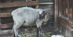 Ini Usia Ideal Hewan Ternak untuk Dikurbankan Waktu Idul Adha Sesuai Jenisnya Menurut Syariat Islam