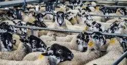 Selain Usia, Keadaan Hewan Ternak yang Hendak Dikurbankan Tak Boleh Cacat, ini Syarat Sah Menurut Syariat Islam