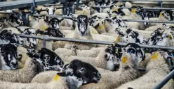 Tips memilih hewan ternak yang baik untuk dikurbankan (Sumber : pexels.com)