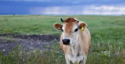 Bagaimana hukum kurban menurut dalil AlQuran dan Hadis? (Sumber : pexels.com)