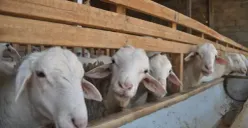 Begini Tips dan Cara Memasak Kepala Kambing SAat Idul Adha Agar Empuk dan Tidak Bau