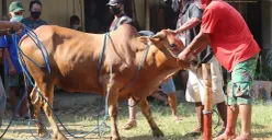 Orang yang sedang bersiap untuk Kurban (Sumber : pixabay.com)