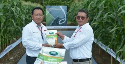 Benih Jagung Bioteknologi dengan Keunggulan Ganda Diluncurkan