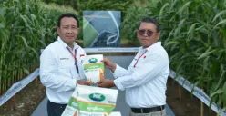 Benih Jagung Bioteknologi dengan Keunggulan Ganda Diluncurkan
