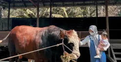 Beli Sapi untuk Kurban, Ria Ricis Nekat Datang ke Yogyakarta