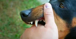 Ilustrasi anjing menggigit, waspada penularan rabies. (Sumber : Freepik)