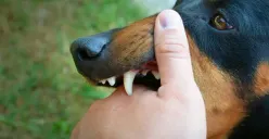 Kronologi Bocah 5 Tahun di Buleleng Meninggal karena Rabies, Orangtua Sempat Mengira Hanya Luka Gores Biasa