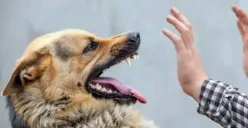 Apa yang Dilakukan Jika Digigit Anjing? Cara Terhindar Dari Rabies