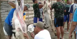 Penyembelihan hewan kurban memiliki batas waktu tertentu (Sumber : Twitter)