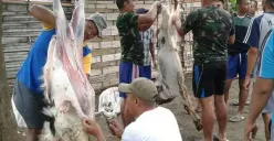 Batas Waktu Penyembelihan Hewan Kurban, Bolehkah Dilaksanakan Setelah Hari Raya Idul Adha?