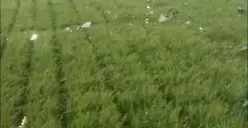 Pasca Dipakai Acara Politik, Rumput Stadion GBK Terlihat Rusak, Fans Bola Ramai-Ramai Serukan Kekecewaan