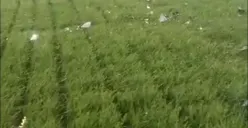 Kondisi rumput Stadion GBK usai menggelar acara politik (Sumber : Twitter)