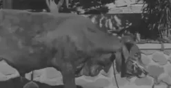 Mengejutkan! Usai Disembelih Saat Kurban, Sapi Ini Tiba-Tiba Bisa Kembali Berdiri, Kok Bisa?