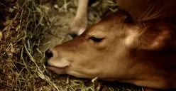 Tidak Mau Kecolongan Wabah Antraks, Pemprov Jateng Siapkan 25 Ribu Dosis Vaksin untuk Hewan Ternak