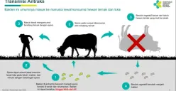 Bahaya Penyakit Antraks, Kenali Jenis dan Gejalanya yang Bisa Menular dari Hewan ke Manusia
