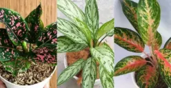 Ketahui Jenis Hama dan Penyakit yang Sering Menyerang Aglonema (Sumber : Berbagai Sumber)