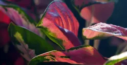 Jenis Pupuk yang Berbahaya Untuk Tanaman Aglonema (Sumber : pixabay.com)