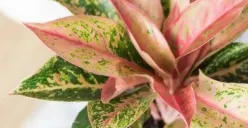 Kekurangan tanaman aglonema (Sumber : pinterest.com)