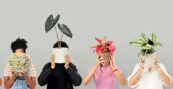 Disebut Beracun, Apa Itu Kristal Kalsium Oksalat yang Terkandung Pada Tanaman Aglonema? Apa Dampak Dari Racun Ini?