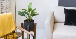 Manfaat tanaman Aglonema untuk pemurni udara alami (Sumber : unsplash.com)