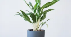 Busuk akar tanaman Aglonema bisa diatasi dengan ini (Sumber : unsplash.com)