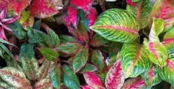 Ketahui Pupuk Alami yang Tepat Untuk Tanaman Aglonema, Jangan Asal Pilih!