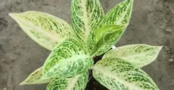 Ketahui 3 Jenis Hama yang Kerap Menyerang Tanaman Aglonema dan Cara Mengatasinya