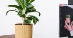 Selain Cantik Untuk Hiasan di Dalam Rumah, Tanaman Aglonema Memiliki 3 Manfaat Ini, Sudah Tahu Belum?