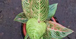 5 Langkah Pertahankan Pesona Tanaman Aglonema, Miliki Daun Indah Mengkilap dengan Cara ini