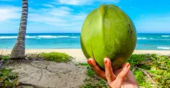 Ilustrasi air kelapa muda