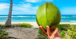 Meski Menyehatkan, Ternyata Ini Dampak Buruk Terlalu Banyak Minum Air Kelapa