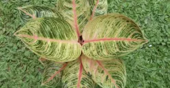 Manfaat Micin Sebagai Pupuk Tanaman Aglonema, Bisa Dicampur dengan Bahan Ini