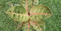 gunakan micin sebagai pupuk alami tanaman Aglonema (Sumber : instagram @aglonema_solo_raya)