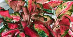 Cara memilih tanaman aglonema (Sumber : Pixabay)