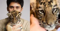 Sudah Berapa Anak Harimau yang Mati di Tangan Alshad Ahmad? (Sumber : instagram.com/alshadahmad)