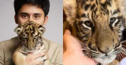 Ternyata Segini Jumlah Anak Harimau yang Mati di Tangan Alshad Ahmad, Warganet: Njiirr, Udah Kayak Tumbal Pesugihan