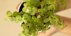 Jade plant, salah satu tanaman hias yang disebut feng shui memberikan energi positif di rumah (Sumber : Pixabay)