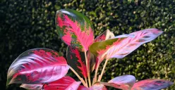 Tanaman Aglonema Lebih Cocok Ditanam di Luar atau di Dalam Rumah? (Sumber : Pixabay.com/ignartonosbg)