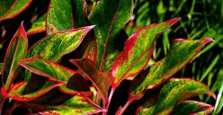 Aglonema Berasal Dari Mana? Ketahui Pula Cara Perawatannya Sebelum Menanamnya (Sumber : Pixabay.com/ignartonosbg)