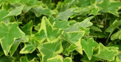 Tanaman english ivy diklaim mampu kurangi debu dan bersihkan udara di ruangan (Sumber : Pixabay/kriemer)