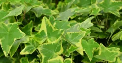 Rekomendasi Jenis Tanaman Hias yang Bisa Menghilangkan Debu di Ruangan, Ada Apa Saja?